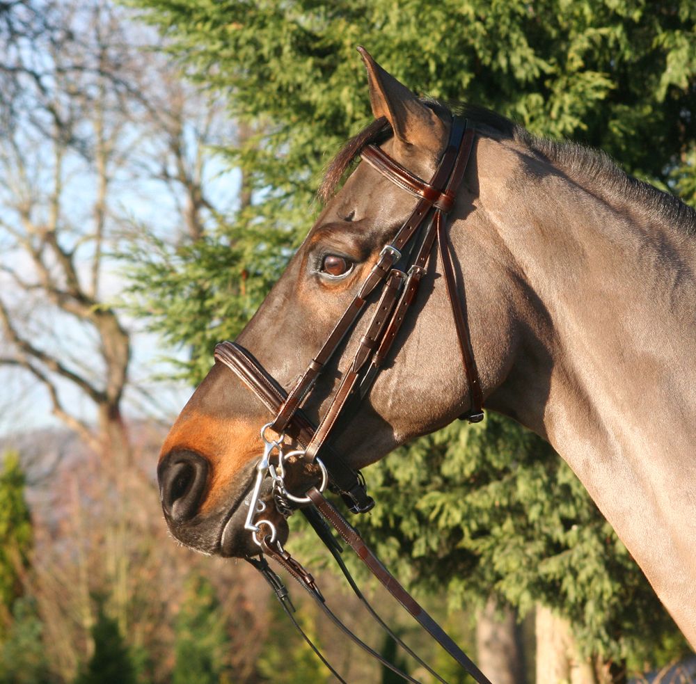 New brown Full double / weymouth bridle ideal for showing , complete with reins eBay