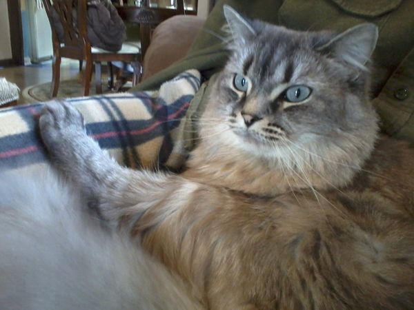 What color is my kitty? - Cat Forum : Cat Discussion Forums