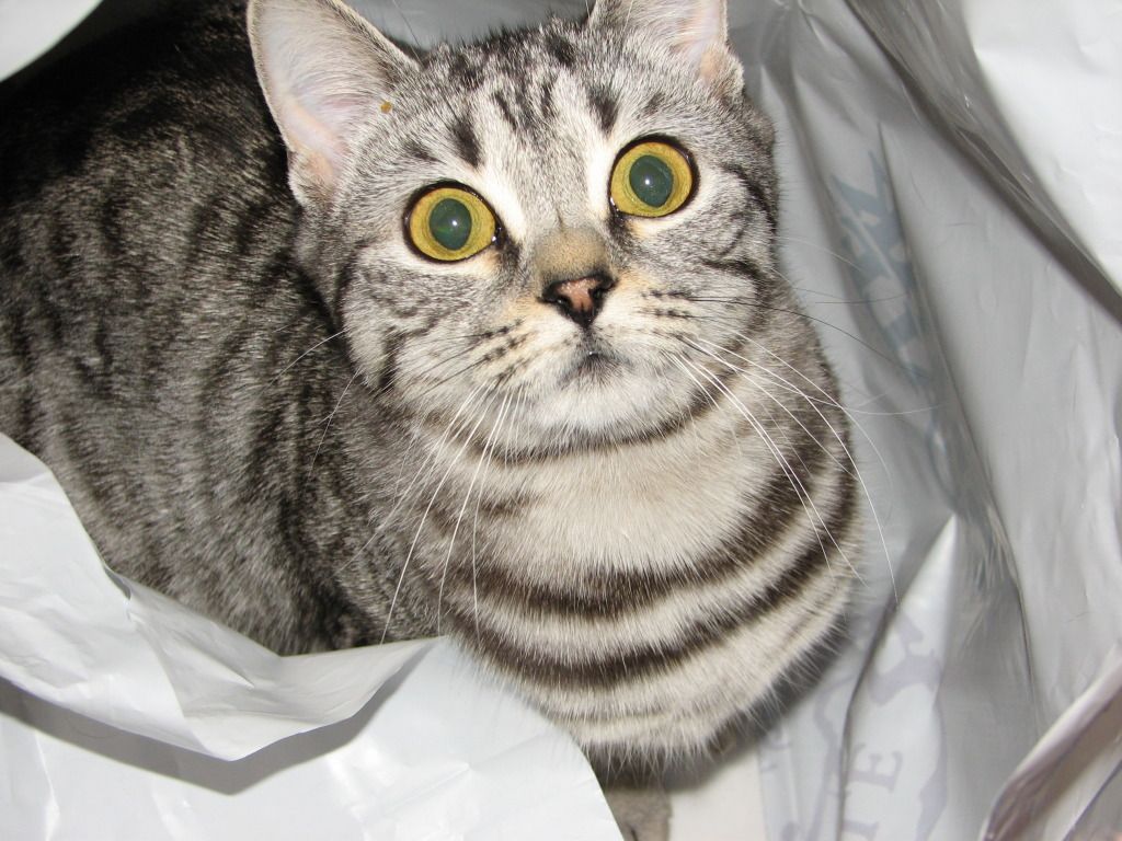What color is my kitty? - Cat Forum : Cat Discussion Forums