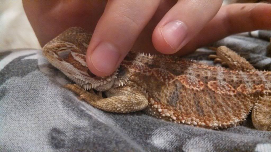 Best feeder insect to use as a staple? • Bearded Dragon . org