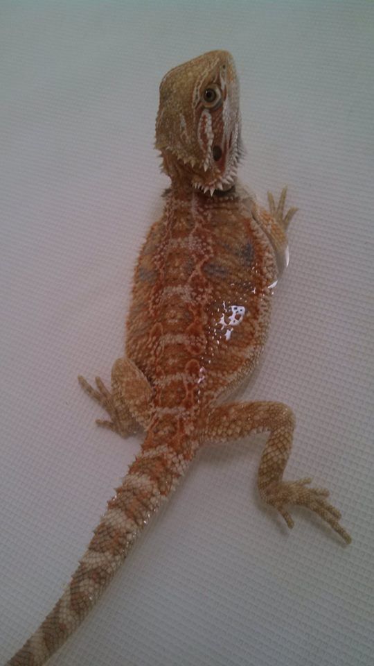 Best Feeder Insect To Use As A Staple Bearded Dragon Org