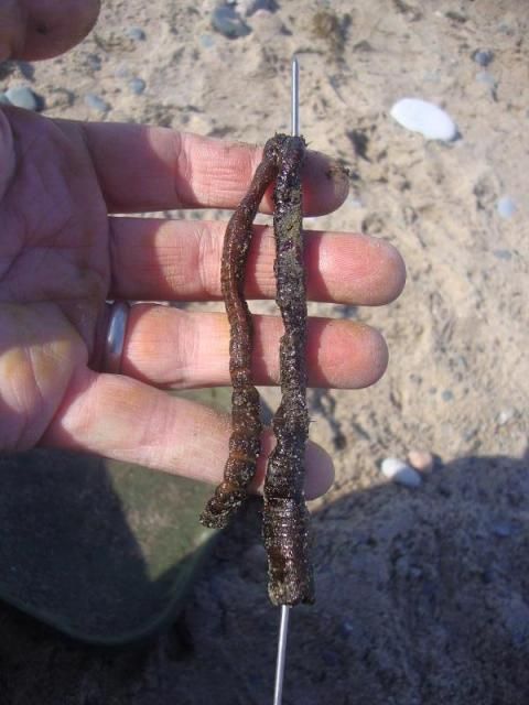 Black lugworm on a baiting needle