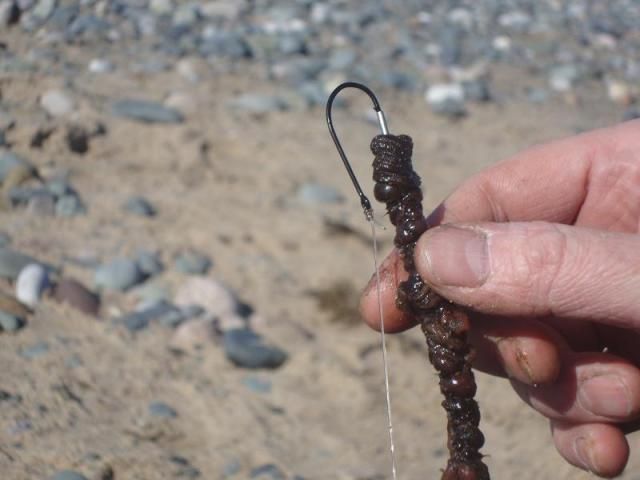 Threading worm from Bait needle to hook