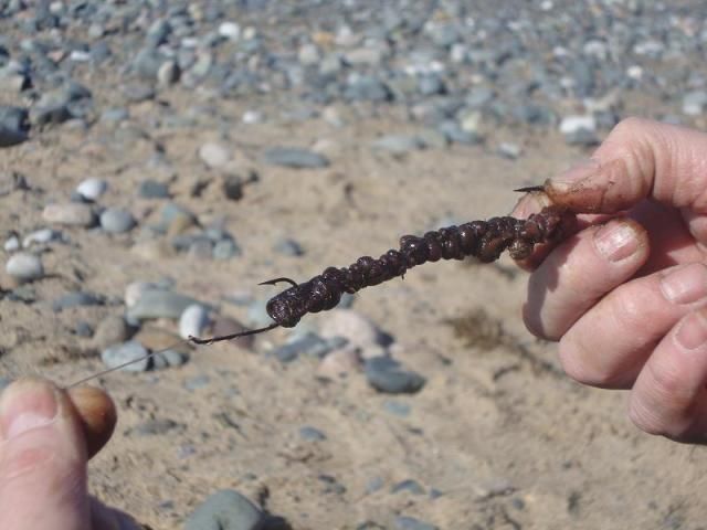 Frozen Blacklug on a pennel rig