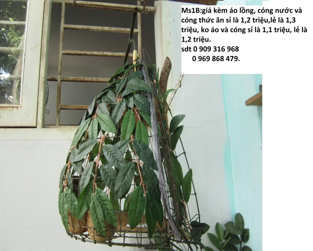 Cung cấp sỉ và lẻ lồng bẫy, lồng nuôi  và phụ kiện cu gáy và chim hót trên toàn quốc. - 8