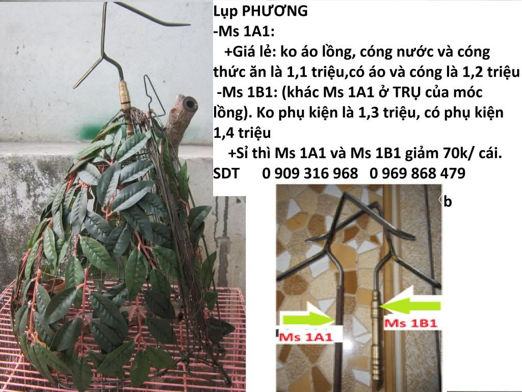 Cung cấp sỉ và lẻ lồng bẫy, lồng nuôi  và phụ kiện cu gáy và chim hót trên toàn quốc. - 2