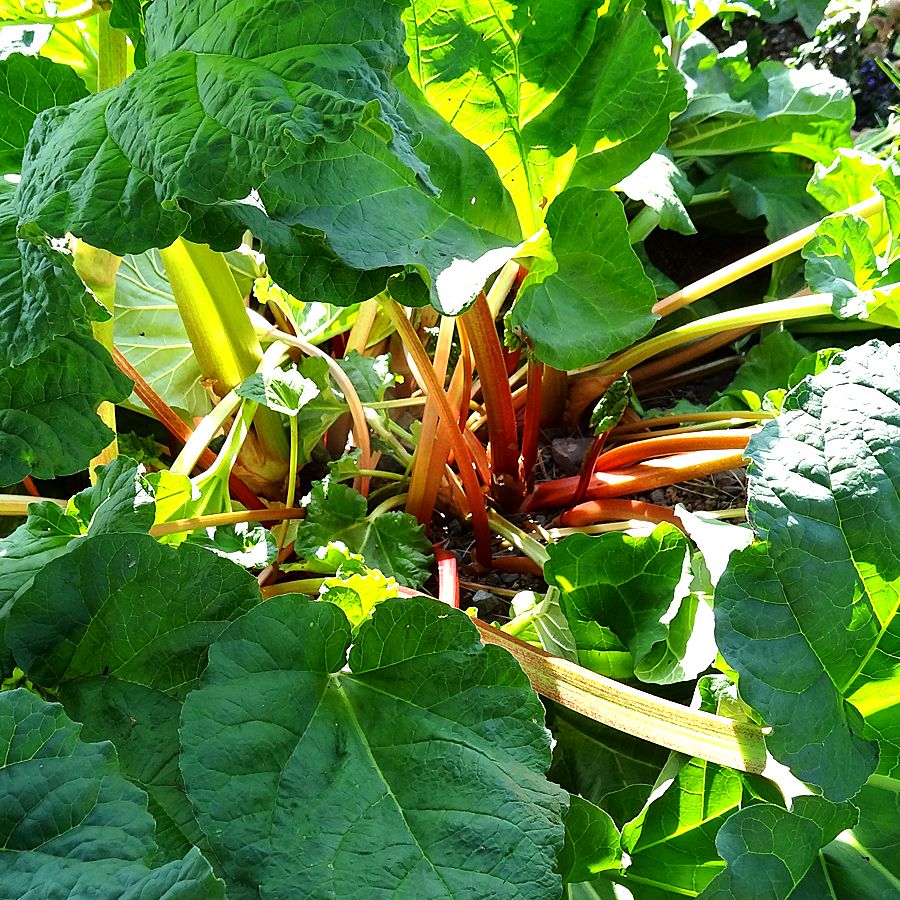 Rhubarb