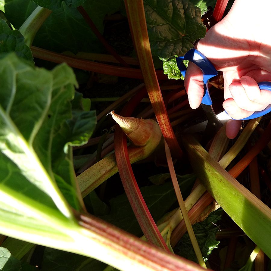 Cut rhubarb stalks