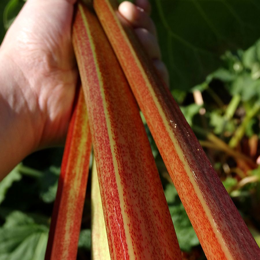 Fresh rhubarb