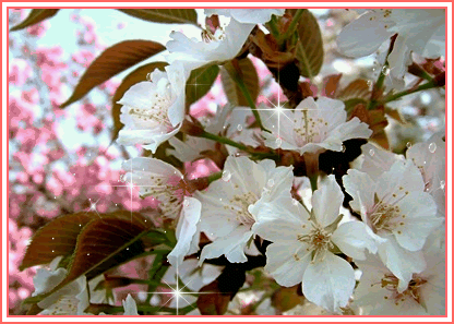 photo b4051ut1d0y.gif