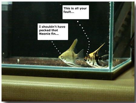 FishTankTimeOut.jpg