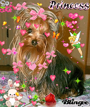 beautiful yorkie puppy photo: Glittefy Yorkie 433989292_1983599.gif