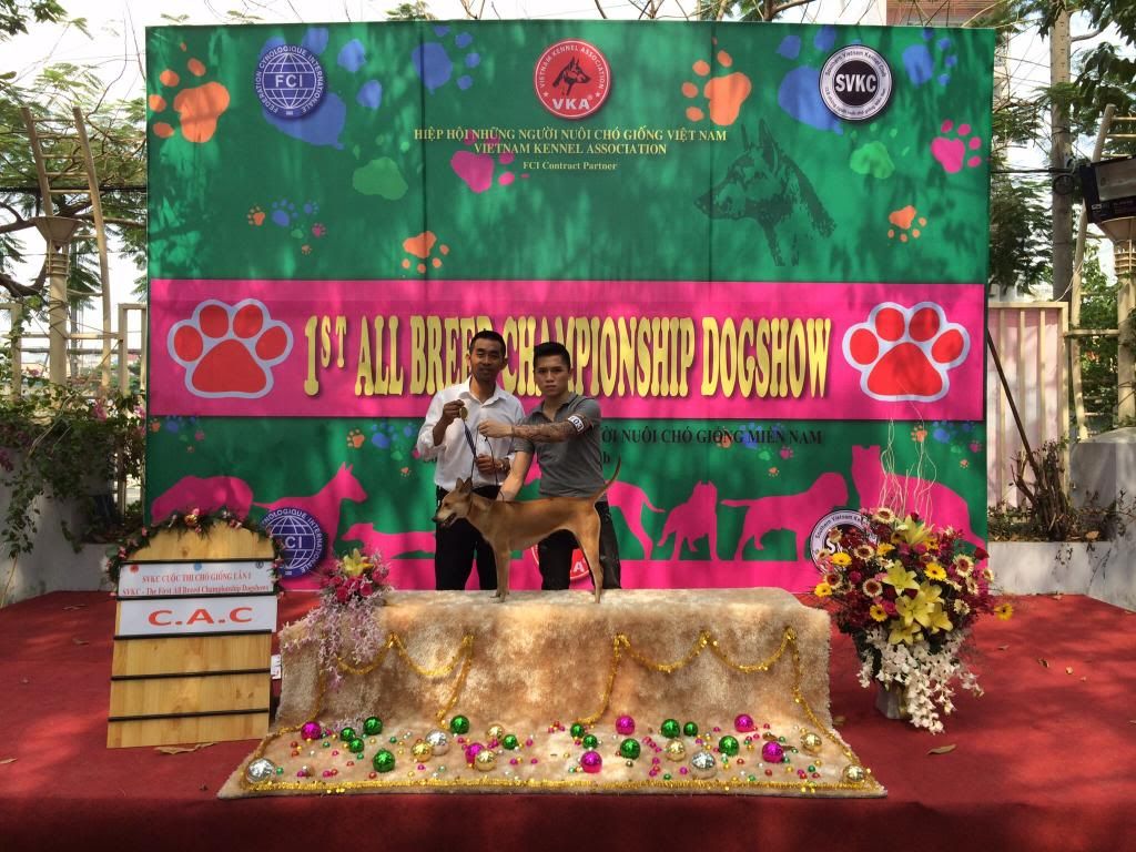 Bán chó phú quốc vàng cái 20 tháng tuổi VKA F0,đạt 1 C.A.C