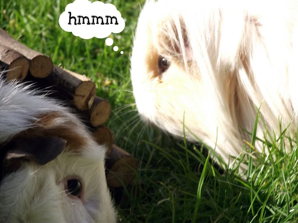 Picture041.jpg