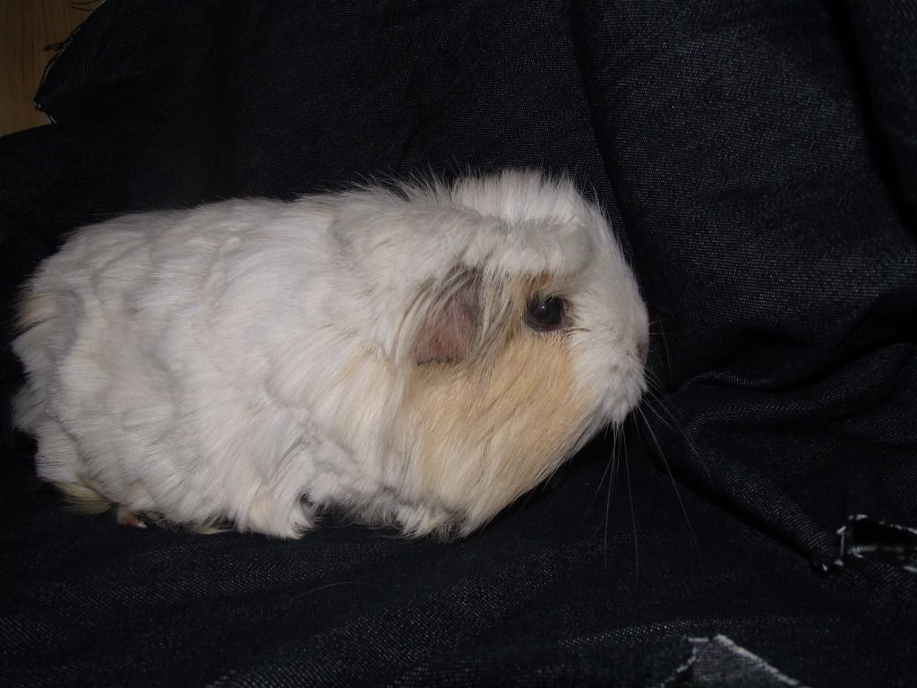 animals067_zps2c987ab3.jpg