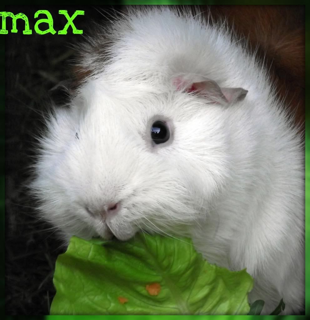 max.jpg