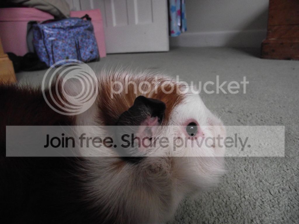 maxscupcake005-1.jpg