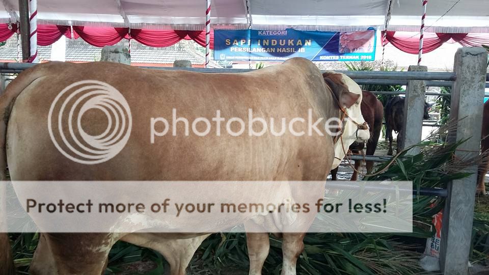 Tingkatkan Promosi Pemkab Gelar Kontes Ternak Edhie Baskoro